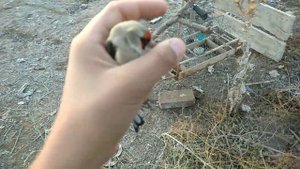 ловля щеглов на сетку в огороде 2021 год