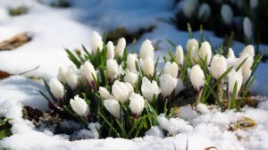 Красота Цветы Релакс Музыка Путешествия Пение птиц