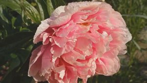 Цветут мои сеянцы пионов