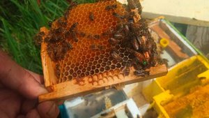 Первые матки Бакфаст 2024