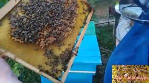 Делаю отводок из разных семей, для выведения маток.