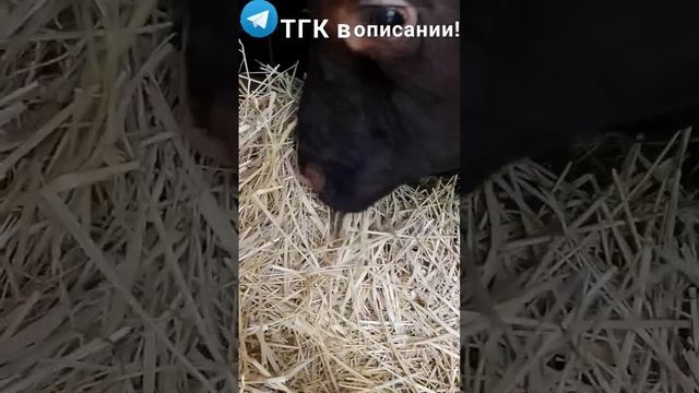 Мукбанг по деревенски  #деревня #природа #бычок #мукбанг