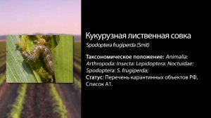 Кукурузная лиственная совка (Spodoptera frugiperda (Smit))