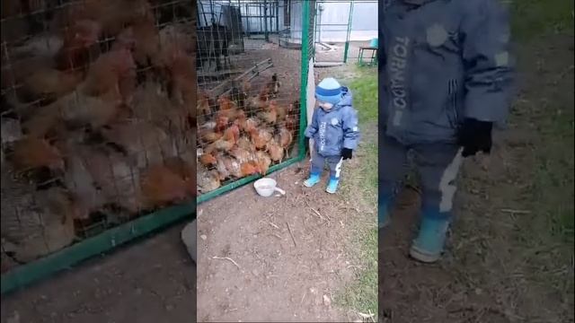 Главный кормилец #сын #кормление #кормлениекур #мойсын #деревенскаяжизнь #жизньвдеревне #деревня