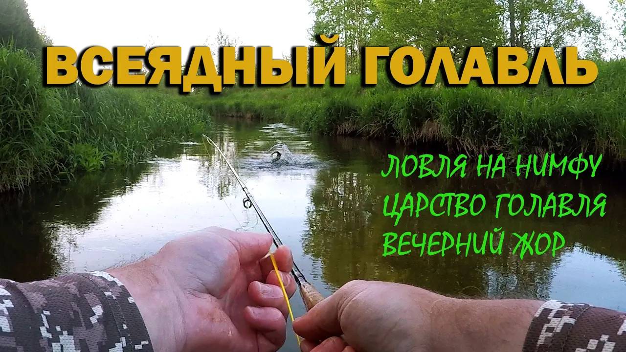 Всеядный голавль. Ловля голавля на нимфу. Вечерний жор рыбы.