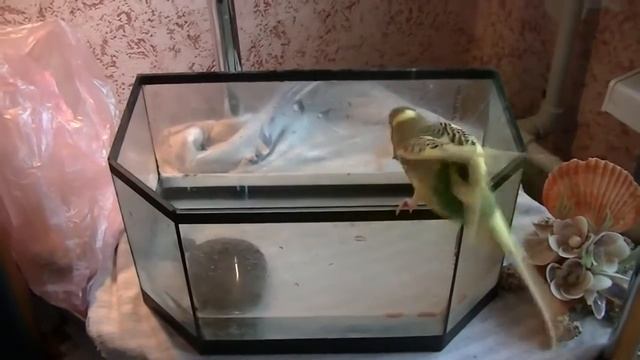 Водоплавающий попугай