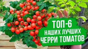 Лучшие сорта и гибриды томатов черри для открытого грунта. Урожайные и вкусные томаты черри.