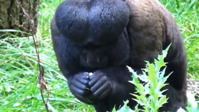 10 Бородатых Животных смотреть онлайн