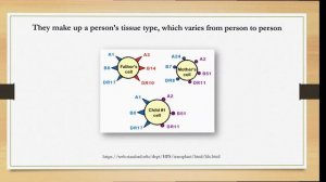 WHAT IS HLA? And why it is important in transplants...