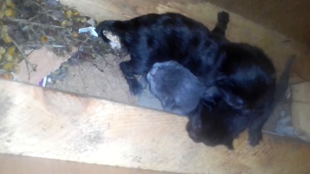 CATVIOG Я Снова Стала МАМОЙ !!! ( Бомбейская Кошка Ася) Говорящая Кошка смотреть онлайн