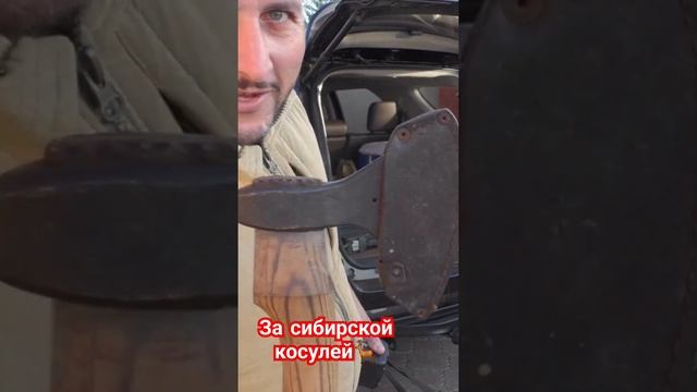 За сибирской косулей