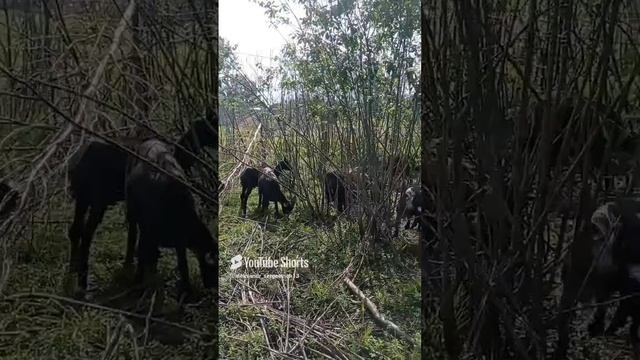 Козочки дотянутся до самых верхушек кустов