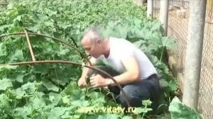 Как сесть на огурец