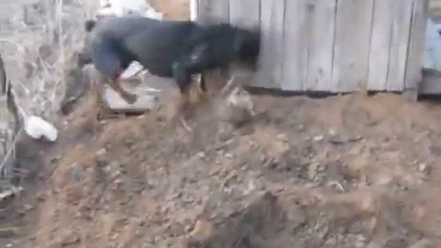 Злой пес ! смотреть онлайн