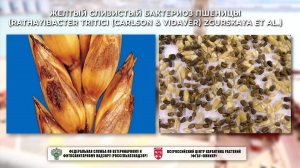 Желтый слизистый бактериоз пшеницы (Rathayibacter tritici (Carlson & Vidaver) Zgurskaya et al.)