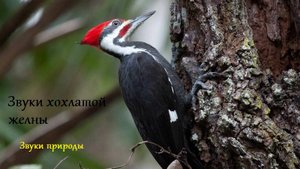 Хохлатая желна. Звуки природы