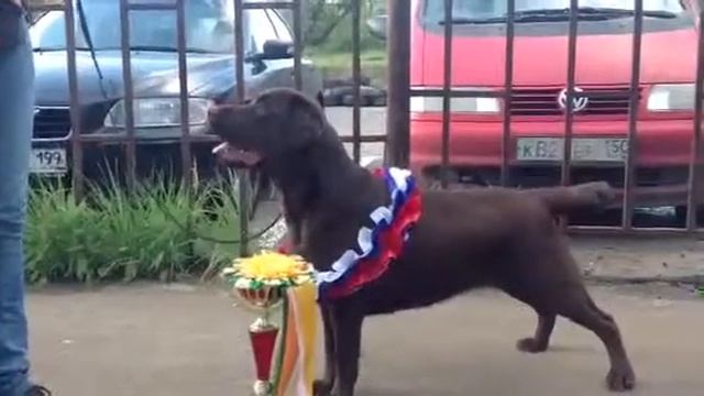 07.09.2013 Инаморато Манола Тесоро Перово-5 смотреть онлайн