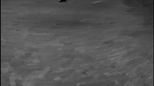 Дуплет,охота на хищника.