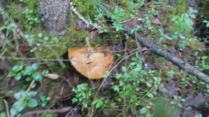 Грибная прогулка