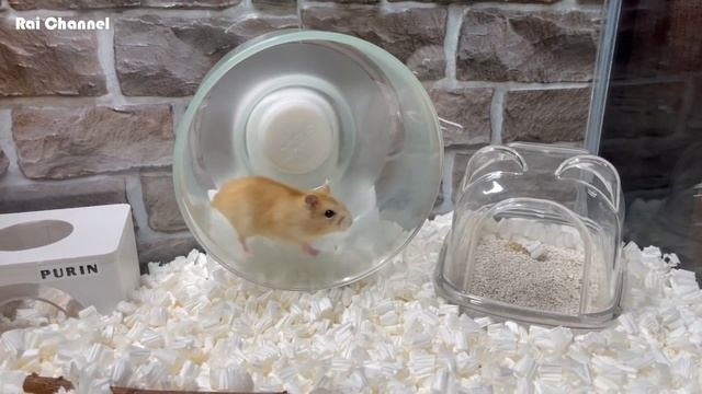 赤ちゃんハムスターにご飯を手渡ししてみた【プディングハムスターvlog】飼育観察