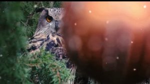 Совушка красотка 
#nature #interesting #owl
#сова #красотка #совы