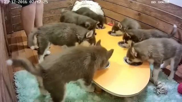 Хасята  Завтракаем!