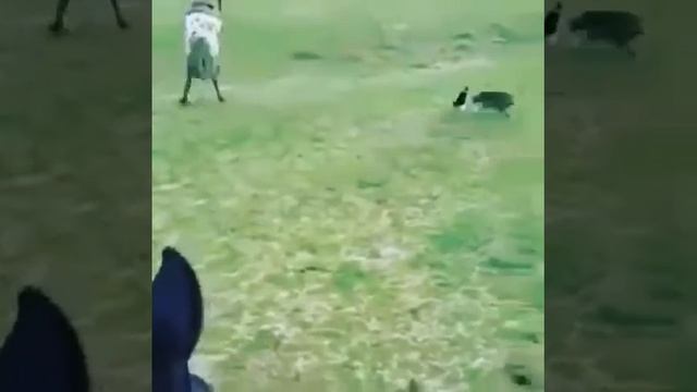 Кошка напала на лошадь смотреть онлайн