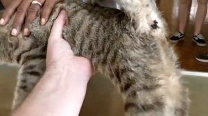 Remove mango worms from dog - Remove mango worms from dog skin Удалите манговых червей с кожи собак