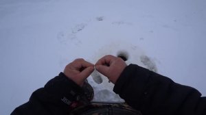 Ловля Ротана . Эксперименты Прикормка Наживка Оснастка