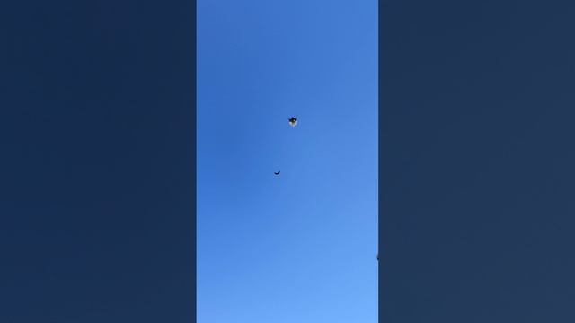 Николаевские голуби. г. Саратов 2024г смотреть онлайн