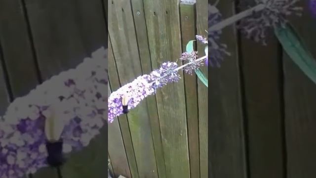 Колибри пчёлка Mellisuga helenae. Самые маленькие животные #shorts смотреть онлайн