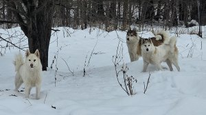 В берёзках уходящего года