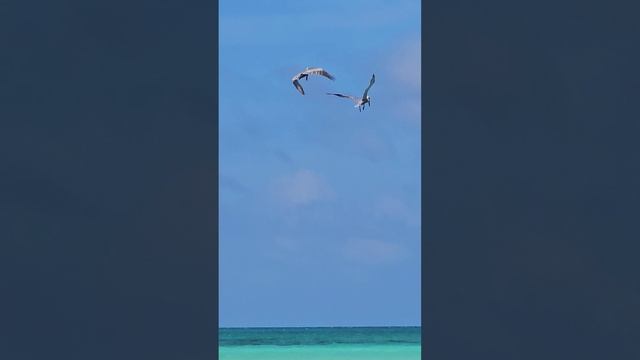 Пеликаны ловят рыбу, пикируя вниз.Еще больше видео и фотоконтента на сайте oyta.ru #пеликаны #оке...