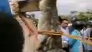 Гигантский крокодил.mp4