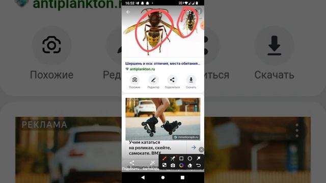 хищные насекомые осы и шершни.