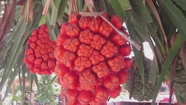 10 самых необычных, съедобных экзотических фруктов. Факты о фруктах.