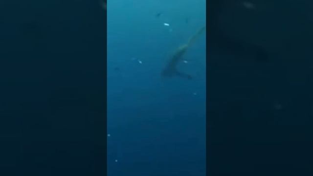 АКУЛА НИНДЗЯ. Самые страшные акулы #shorts смотреть онлайн