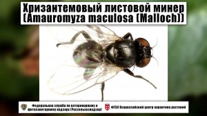 Хризантемовый листовой минер (Amauromyza maculosa (Malloch))