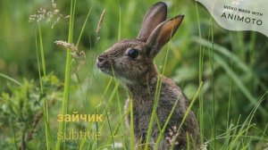 Фильм про животных - Роман