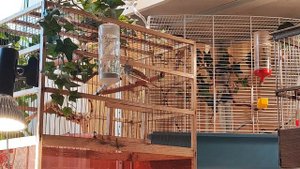 Славка садовая(Sylvia borin)