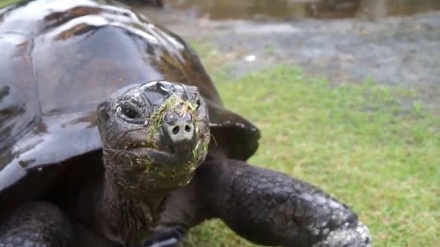 Вот Кто Из Животных Живет Дольше Остальных смотреть онлайн