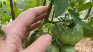 ОБЗОР ТОМАТОВ 2024// ДЕТЕРМИНАНТНЫЕ И ПОЛУДЕТЕРМИНАНТНЫЕ СОРТА