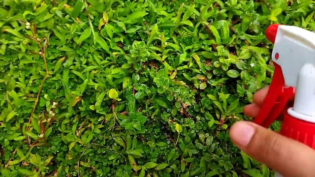 പുല്ല് പറിച്ചു ഇനി ബുദ്ധിമുട്ടണ്ട ഇങ്ങനെ ചെയ്യൂ/fast way to remove weeds from the garden/remove gra