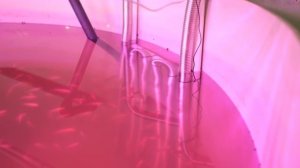 Тиляпия - Часть 2