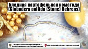 Бледная картофельная нематода (Globodera pallida (Stone) Behrens)