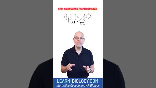 What you HAVE to Know About ATP #STEM #cellularrespiration #apbiology #ATP