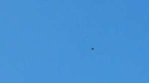 5.04.18 Прилетели новые хищники.