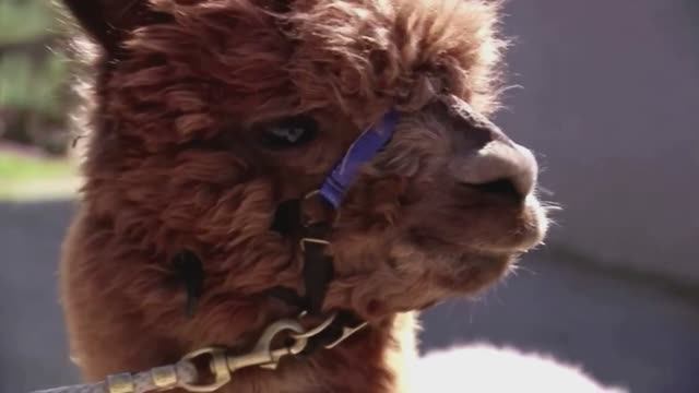 Это Представители Самых Пушистых Животных в Мире смотреть онлайн