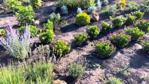 22.07.24  КЛУБНИКА / ЧЕРЕНКИ / ПРОПОЛКА / ХОСТЫ