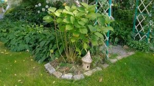 Не сентябрь, а одна маета! Выбросить- рука не поднимается. А работать на выброс когда?